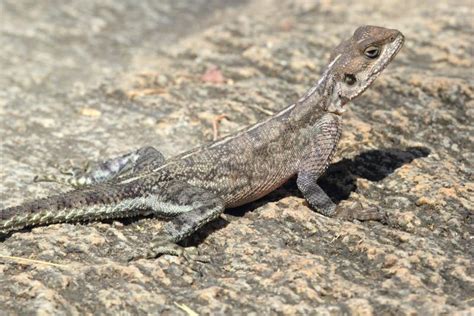 Female Of Common Agama Lizard Stock Image - Image of closeup, common: 30169547