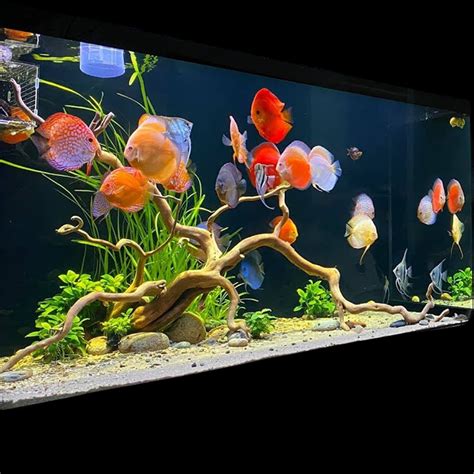 Discus Fish Tank