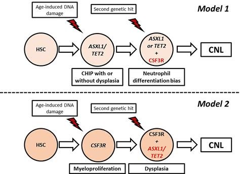 Frontiers | Chronic Neutrophilic Leukemia: A Comprehensive Review of Clinical Characteristics ...