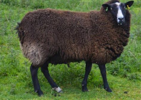 Zwartbles Sheep For Sale | SellMyLivestock - The Online Livestock Marketplace