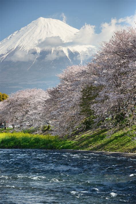 Cherry blossoms and Mount Fuji, Japan photo on Sunsurfer