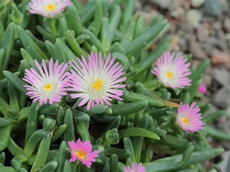 Delosperma (Ice Plant) – A to Z Flowers