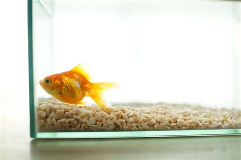 Free stock photo of fish, fish bowl, goldfish