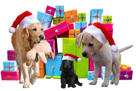20 Best Pet Gifts to Get Your Dog This Christmas - Bullyade.com