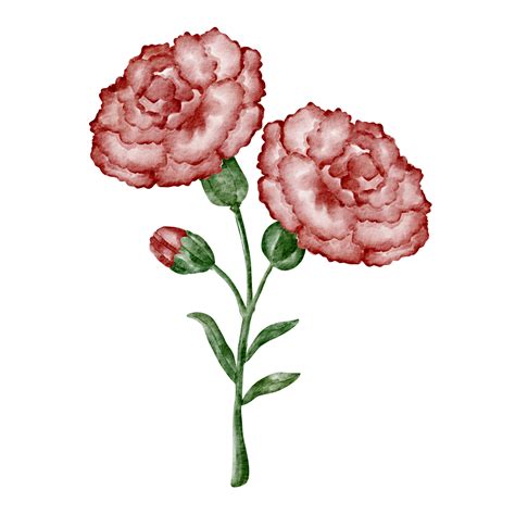 watercolor carnation flower clip art red 16547978 PNG