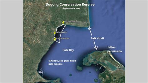 Tamil Nadu Gets India's first Dugong Conservation Reserve! - TrendRadars India