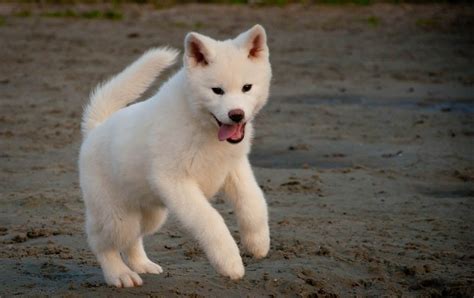 59 Droll Akita Inu Bianco Photo HD - Bleumoonproductions