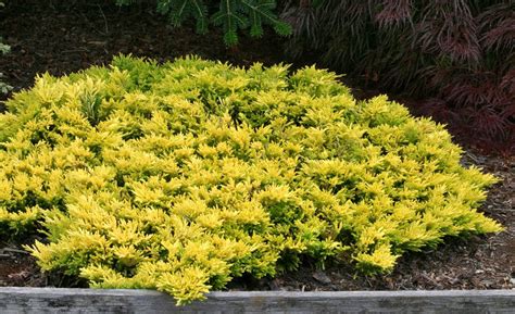 Juniperus horizontalis 'Gold Strike' Dwarf Golden Creeping Juniper - Kigi Nursery