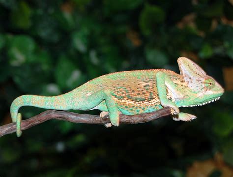 Sub Adult Orange Veiled Chameleons For Sale | Buy Sub Adult Veiled Chameleons | FL Chams