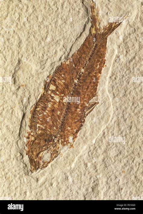 Fossils - Deuterostomia - Chordata - Actinopterygii - Mioplosus labracoides - Eocene - United ...