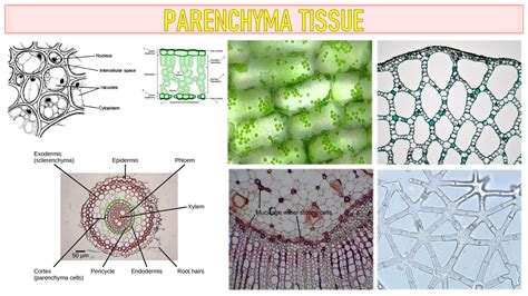 Parenchyma Tissue characteristics, Types and Functions | Free Biology Notes - Rajus Biology