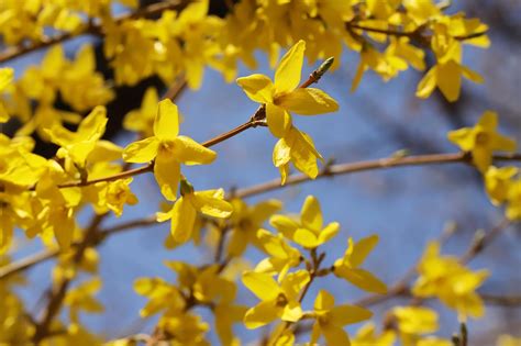 Flowers Spring Forsythia - Free photo on Pixabay - Pixabay