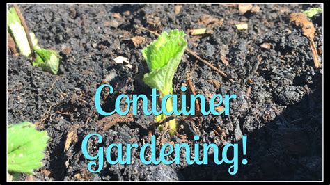 Strawberry Container Gardening - YouTube