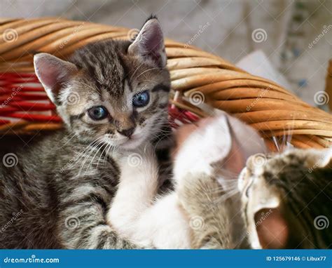 Kittens in the basket stock photo. Image of kittens - 125679146