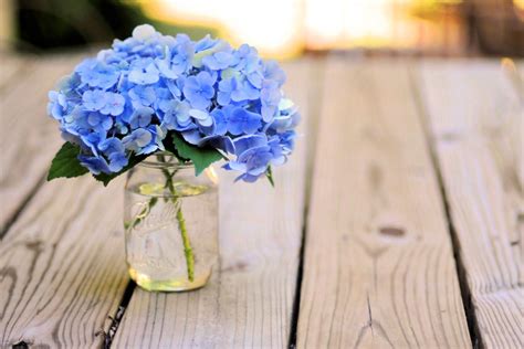 Blue Hydrangea Wallpaper - WallpaperSafari