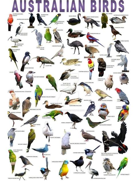 Pin by Kylie Ind on Nature play | Australian native birds, Australian ...