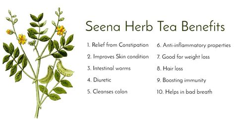 12 Best Health Benefits of Senna Tea - Herb Taste, Side Effects