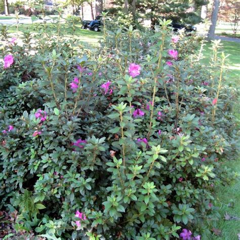 Finding My Garden: Pruning Azaleas