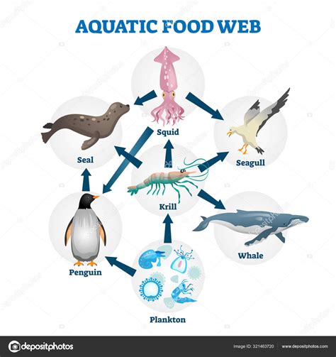 Aquatic food web vector illustration. Labeled educational water life ...