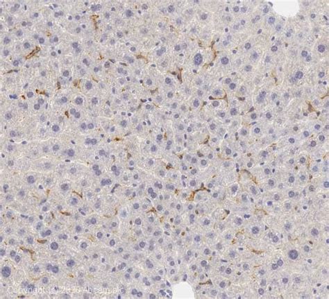 Anti-F4/80 antibody (ab100790) | Abcam