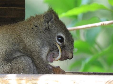 Squirrel with big teeth | News, Videos & Articles