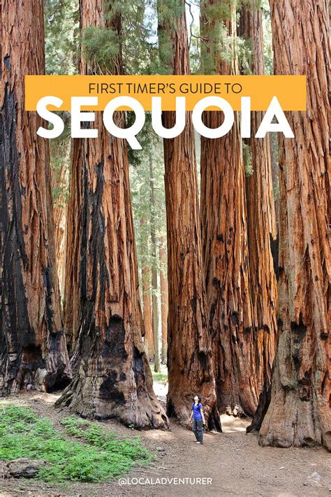 15 Amazing Things to Do in Sequoia National Park + Kings Canyon