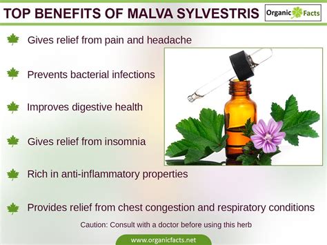 Some of the most impressive health benefits of Malva sylvestris ...