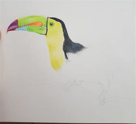 Toucan Drawing- Learning the valuable lesson of starting again.