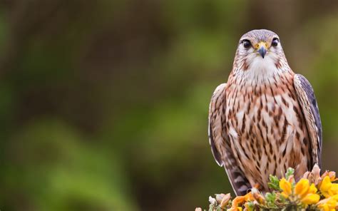 Merlin Falcon Bird wallpaper | 1920x1200 | #13799