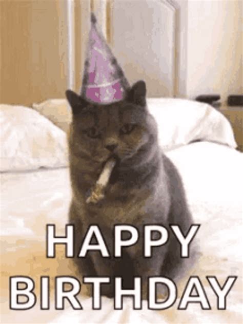 Happy Birthday Cat GIF | GIFDB.com