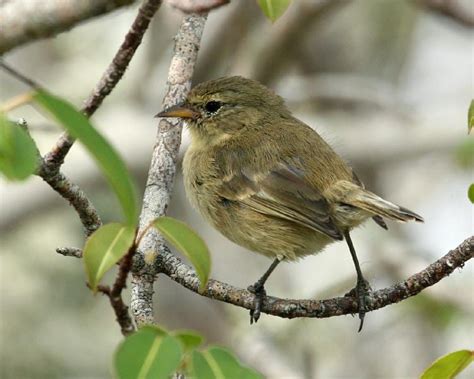 Warbler Finch* | Birdspix