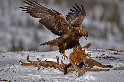 Golden Eagle | Animal Unique In The World