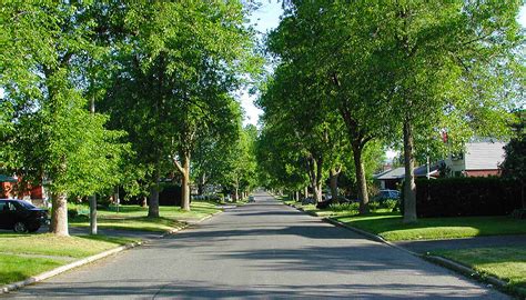 Signs of Summer 9: Neighborhood Walk (part 1), Lawns | Ecologist's Notebook