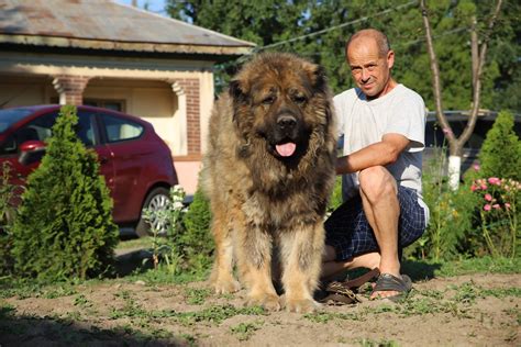 Caucasian Mountain Dogs – The Personality of the Caucasian Ovcharka