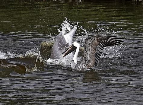 Dolphin and Pelican fighting over a Fish: Canon SLR Lens Talk Forum: Digital Photography Review