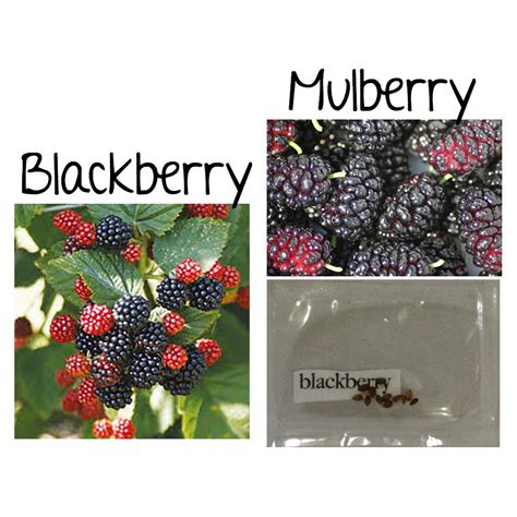 red blackberry mulberry berry fruit tree seeds bonsai | Shopee Philippines