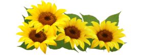 sunflower frame png PNG image with transparent background | TOPpng