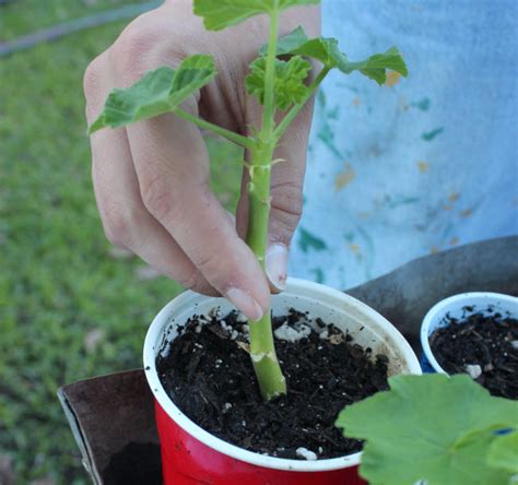 Geranium Cuttings