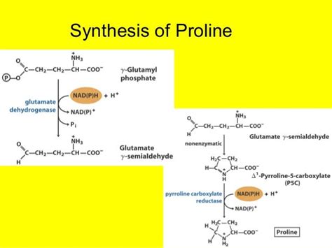 Biosynthesis of amino_acids