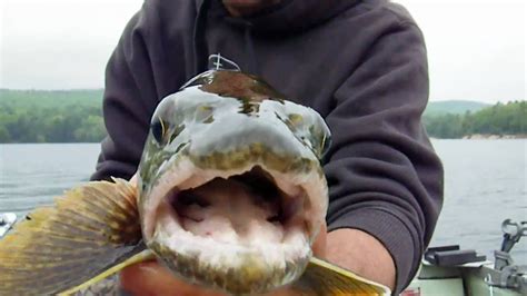 Lake Trout at Quabbin Reservoir - YouTube