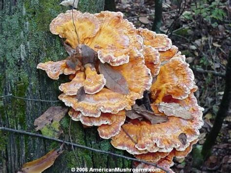 Sulphur Shelf or Chicken Mushroom (Laetiporus sulphureus) - AmericanMushrooms.com