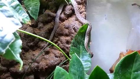 Children's Python Exploring its New Habitat - YouTube