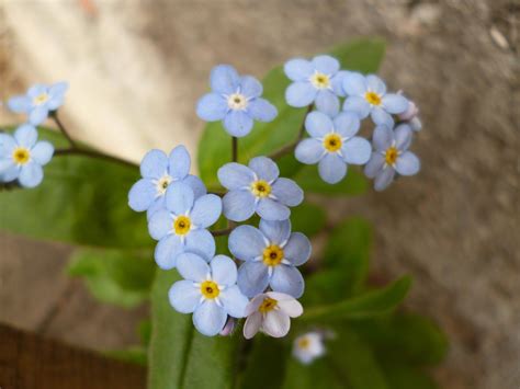 Preciosa flor pequeña! De color azulado/celeste.