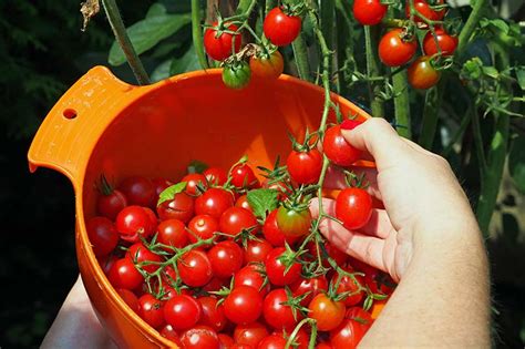 How to Grow Cherry Tomatoes | Gardener’s Path