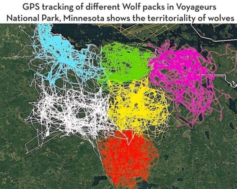 GPS tracking of different Wolf packs in Voyageurs National Park Minnesota shows the ...