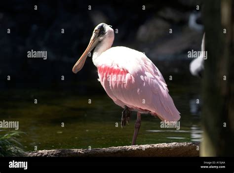 Roseate Spoonbill Florida Bird Stock Photo - Alamy