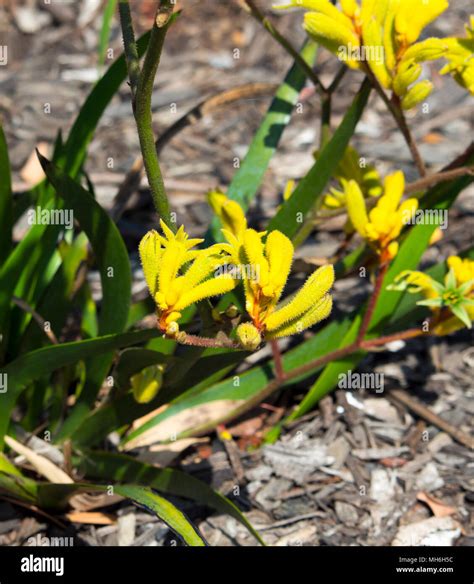 Anigozanthos yellow gem hi-res stock photography and images - Alamy