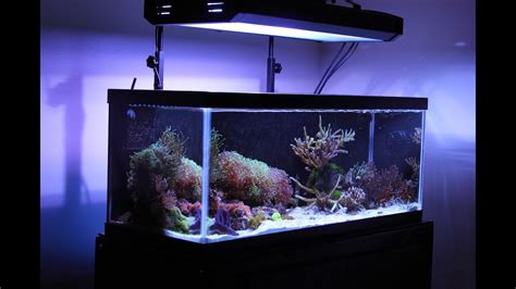 20 Gallon Long College Nano Reef Tank - YouTube