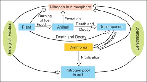 Nitrogen Cycle Diagram For Class 8