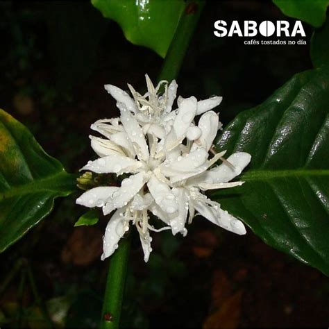 Qué es el café robusta: toda la verdad | SABORA Cafés Tostados no día